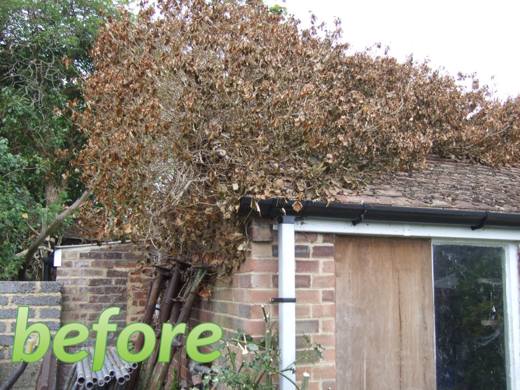 Garage roof ivy removal